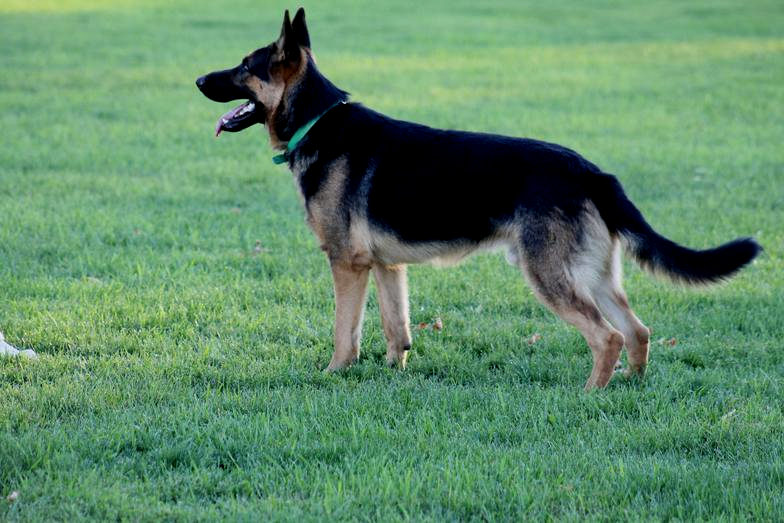 Black and tan working line sales german shepherd